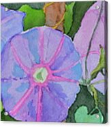 Florence's Morning Glories Acrylic Print