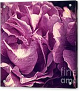 Floribunda Purple Roses With Scratched Metal Texture Acrylic Print