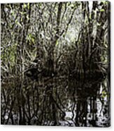 Florida Everglades 2 Acrylic Print