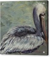 Florida Keys Pelican Acrylic Print