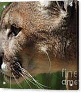 Florida Panther Profile Acrylic Print