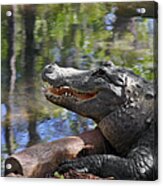 Florida - Where The Alligator Smiles Acrylic Print