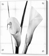 Calla Lily 2 Acrylic Print