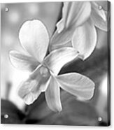 White Orchid #2 Acrylic Print