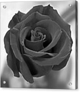 Dark Rose Acrylic Print