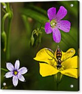 Flower Collage-1 Acrylic Print