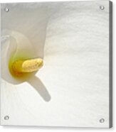 Calla Lily - Abstract Nature Photography Acrylic Print