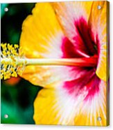 Flower Macro 2 Acrylic Print