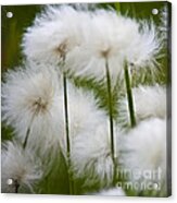 Flower Pompom Acrylic Print