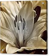 Flower Acrylic Print