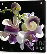 Flower-snail Flower Acrylic Print