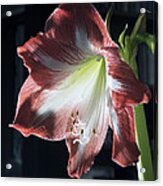 Flower With Backlight Acrylic Print