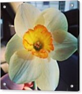 #flower #yellow #white #tulip #lovely Acrylic Print