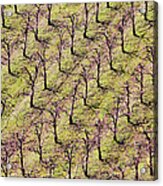 Flowering Almond Trees Plantation Acrylic Print