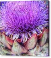 Flowering Artichoke Acrylic Print