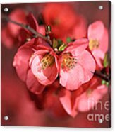 Flowering Quince Acrylic Print
