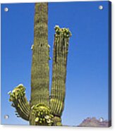 Flowering Saguaro Cactus Acrylic Print
