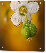 Flowering Spurge Acrylic Print