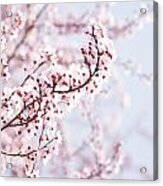 Flowering Tree In Spring Acrylic Print