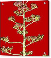 Flowering Yucca Acrylic Print
