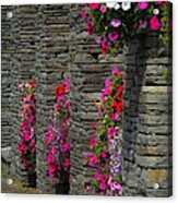 Flowers At Liscannor Rock Shop Acrylic Print