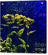 Flowers In The Blue Acrylic Print