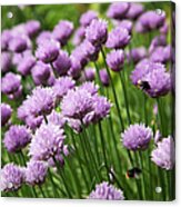 Flowers Of Chives Acrylic Print