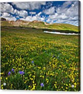 Flowers On The Divide Acrylic Print