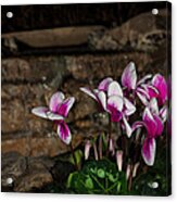 Flowers With Waterfall Backdrop Acrylic Print