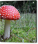 Fly Agaric In The Grass Acrylic Print