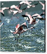 Flying Flamingos Acrylic Print