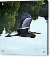 Flying Great Blue Heron Acrylic Print