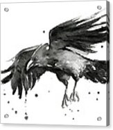 Flying Raven Watercolor Acrylic Print