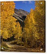 Follow The Gold Acrylic Print