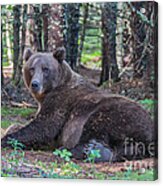 Forest Bear Acrylic Print