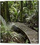 Forest Boardwalk Acrylic Print