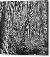 Forest Floor. Little Big Econ State Forest Seminole County. Acrylic Print
