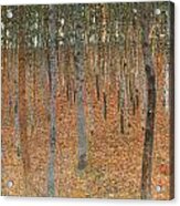 Forest Of Beech Trees Acrylic Print