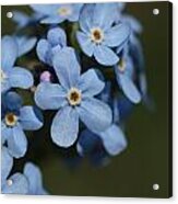 Forget Me Not Acrylic Print