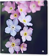 Forget-me-nots Acrylic Print