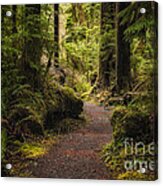 Forest Walk Acrylic Print
