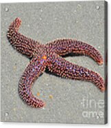 Four Legged Starfish Acrylic Print