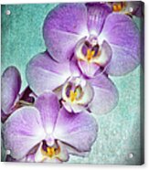 Four Little Orchids Acrylic Print