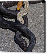 Four Snakes Acrylic Print