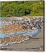 Four Species Of Birds At Roost On Tampa Bay Beach Acrylic Print