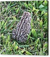 Fowler's Toad In Grass Acrylic Print
