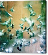 Frantic Wing Beats - Many Scared Pigeons Acrylic Print