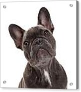 French Bulldog Closeup Acrylic Print