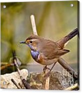 Friendly Bluethroat Acrylic Print