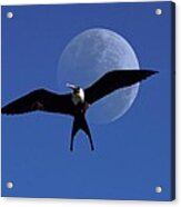 Frigatebird Moon Acrylic Print